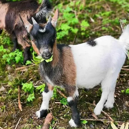 Sky Gazer In The Woods Casa vacanze *