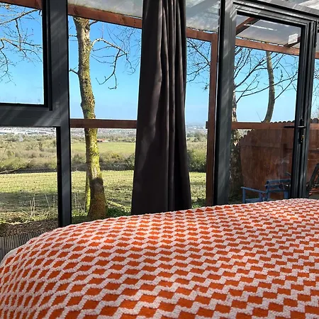 Sky Gazer In The Woods *