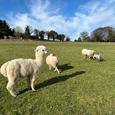 Sky Gazer In The Woods Hébergement de vacances Dublin