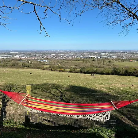 Sky Gazer In The Woods