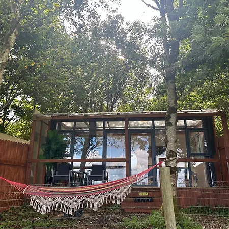 Sky Gazer In The Woods