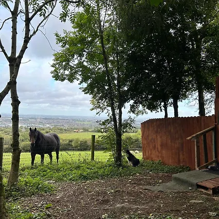 Sky Gazer In The Woods