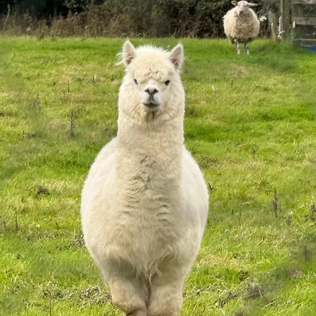 Sky Gazer In The Woods *