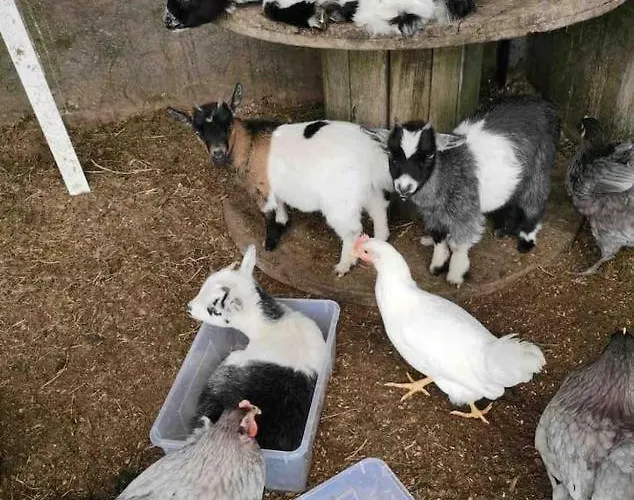 Tatil Evi Sky Gazer In The Woods *