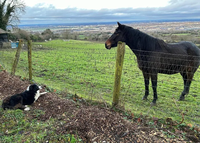 Tatil Evi Sky Gazer In The Woods Dublin