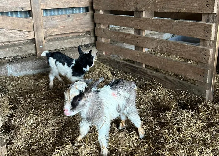 Sky Gazer In The Woods