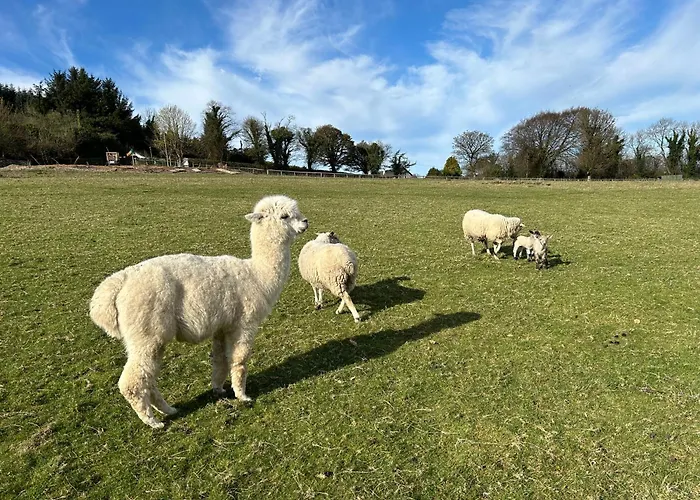 Sky Gazer In The Woods Tatil Evi Dublin