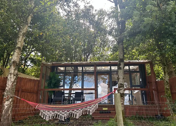 Sky Gazer In The Woods