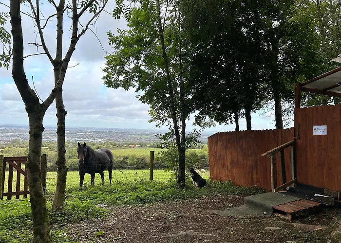 Sky Gazer In The Woods