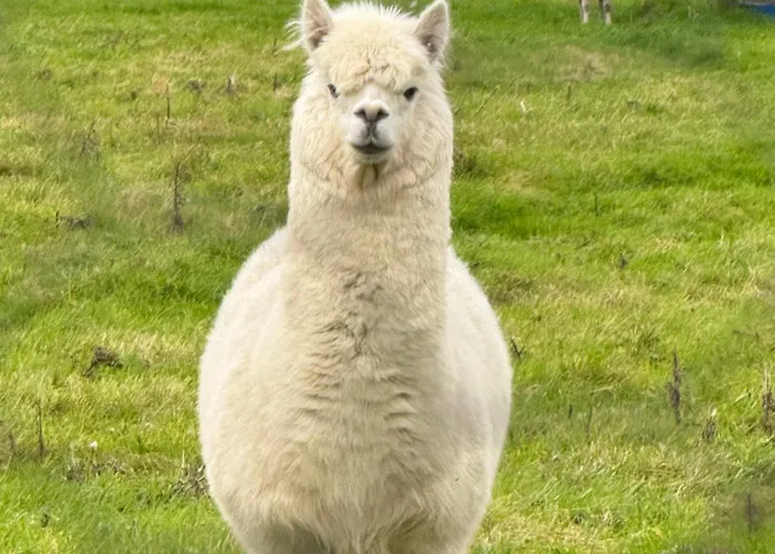 Sky Gazer In The Woods *