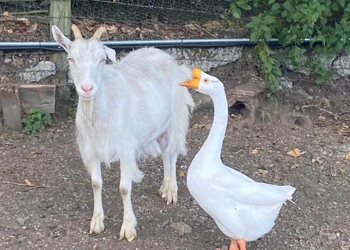 Sky Gazer In The Woods *