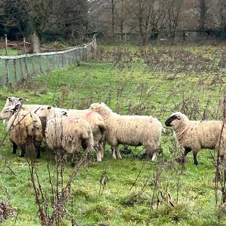 Sky Gazer In The Woods Semesterbostad