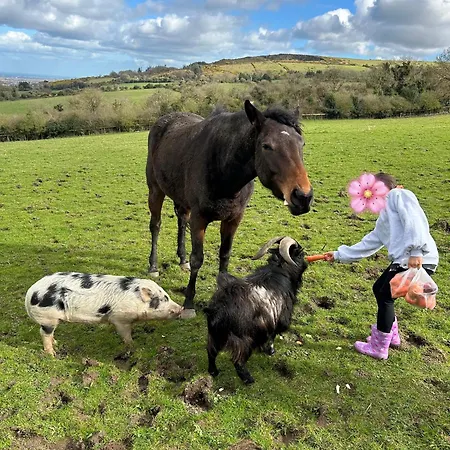 Semesterbostad Sky Gazer In The Woods
