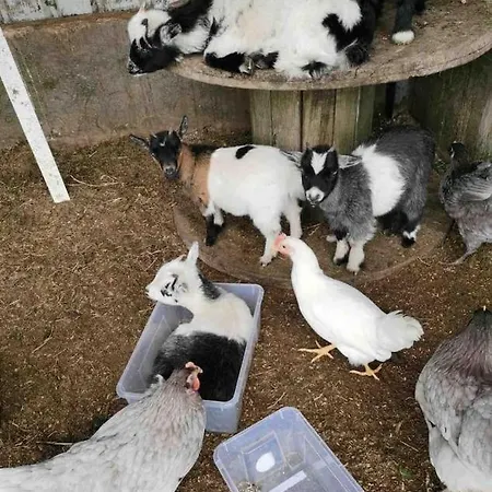 Semesterbostad Sky Gazer In The Woods *