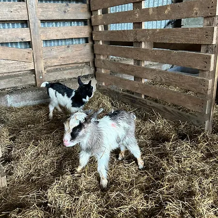 Sky Gazer In The Woods