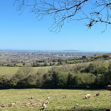 Sky Gazer In The Woods * Dublin