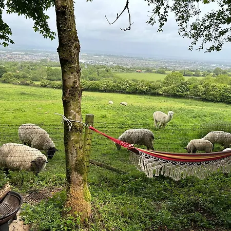 Sky Gazer In The Woods *