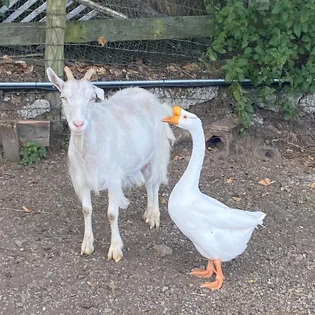 Sky Gazer In The Woods *