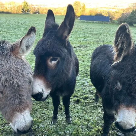 Sky Gazer In The Woods Semesterbostad *
