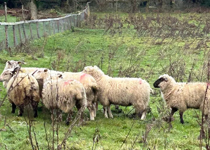 Sky Gazer In The Woods 別荘