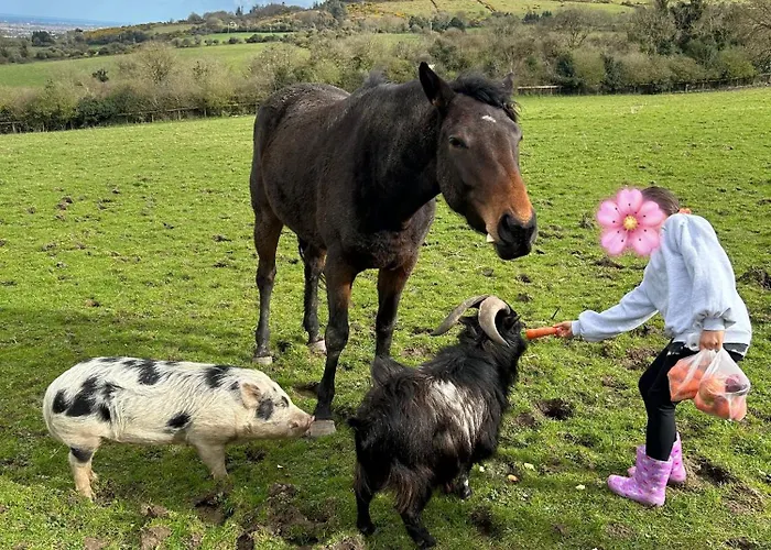 別荘 Sky Gazer In The Woods