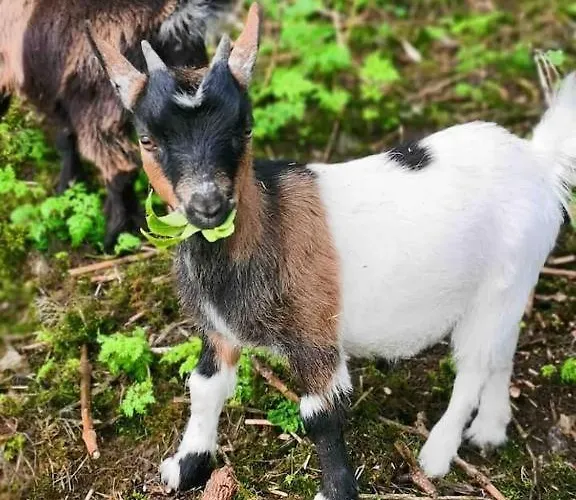 Sky Gazer In The Woods 別荘 *