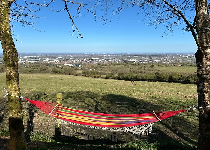 Sky Gazer In The Woods