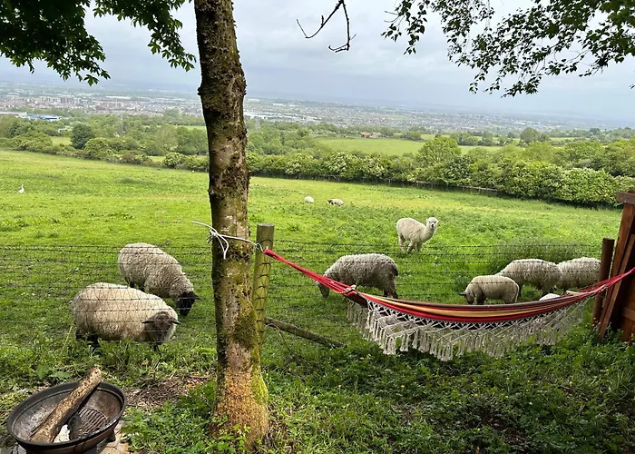 Sky Gazer In The Woods *