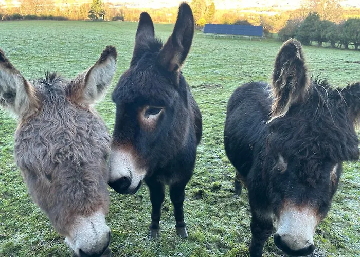 Sky Gazer In The Woods 別荘 *